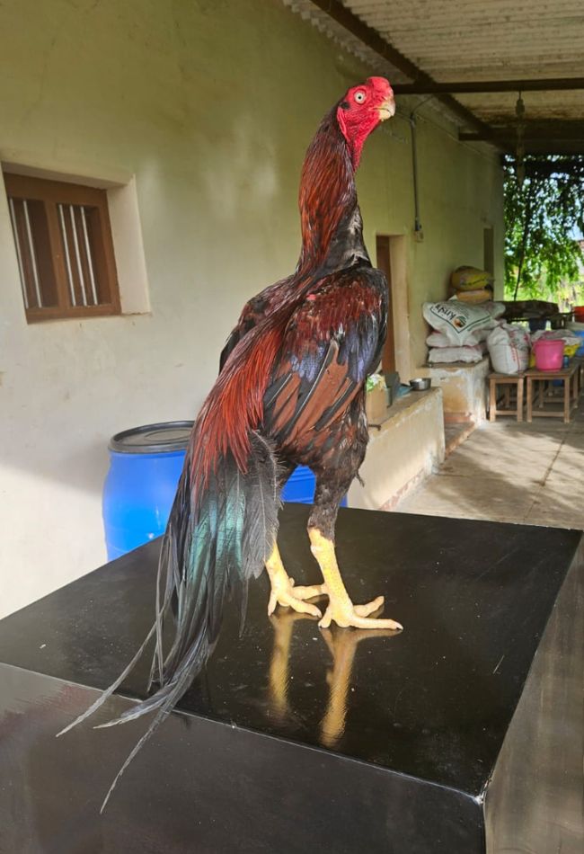 Parrot Beak Aseel: A Complete Guide to This Unique and Majestic Chicken ...